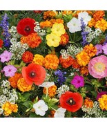 Deer Resistant Blend Flower Seed Beautiful Fast US Shipping - €12,60 EUR