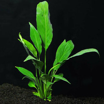 3x Small Plants Brazilian Sword Easy Aquarium aquascaping planted tank low light - £47.18 GBP