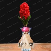  1PC True Hyacinth Bulb Seeds - £8.65 GBP