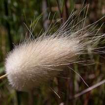 USA SELLER New 100 Bunny Tails Grass Hares Tail Ornamental Lagurus Ovatus Seeds - $14.90