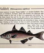 Haddock 1939 Salt Water Fish Gordon Ertz Color Plate Print Antique PCBG19 - £22.37 GBP