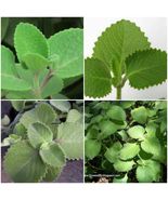 2 Cuban Oregano~Mexican Mint~Spanish Thyme~Well Rooted plant 5 to 7 Inches - $25.00