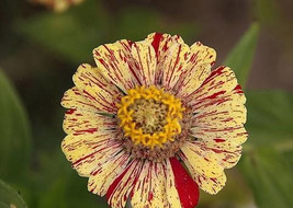 Zinnia Angustifolia Yellow Red Stripe Annual Flowers Seeds 30 Seeds Gard... - $9.97