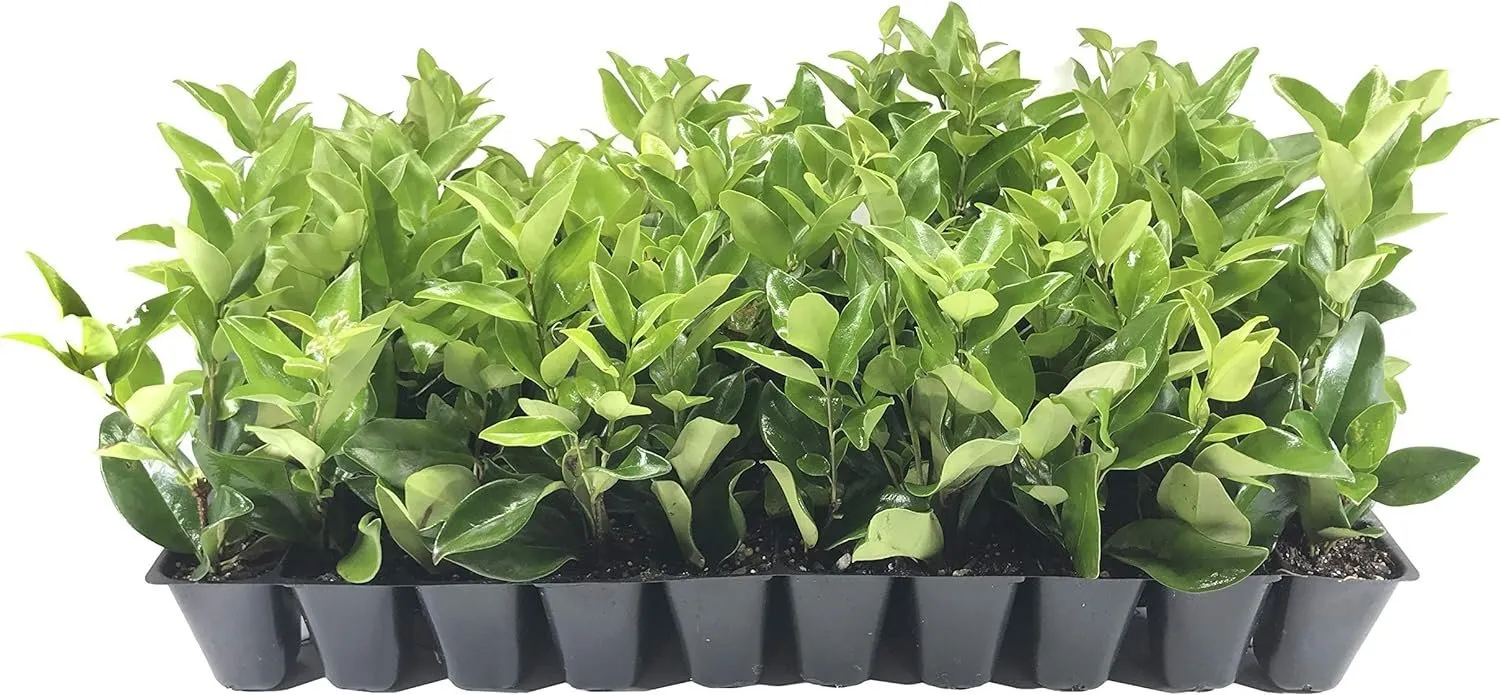 Ligustrum Waxleaf Privet Live Plants Privacy Hedge Shrub - £32.58 GBP