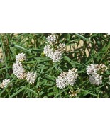 SML Asclepias Angustifolia Arizona Milkweed 10 Seeds Fast Shipping - €20,21 EUR