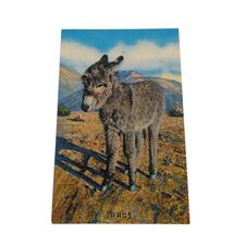 Postcard Rags Baby Burro I Want My Mama Chrome Unposted - $4.15