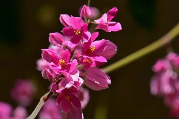 Antigonon Leptopus Chinese Love Vine 5 Seeds Garden - £12.70 GBP