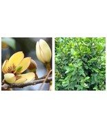 Banana Shrub Tree - Magnolia figo - £38.49 GBP