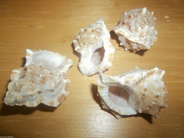 aquarium or craft sea shell Bursa Crumena 1 to 2 inches lot of 6 uniform - $6.64