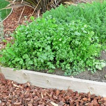 Grow In US 60 Cilantro Seeds Coriander Salsa Tex Mex Kitchen Summer Herb - £7.25 GBP