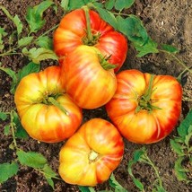 GIB 50 Seeds Easy To Grow Mr Stripey Tomato Vegetable Tomatoe - £7.16 GBP