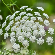 Bishops&#39;S Flower Seeds 300+ Ammi Majus White   Annual From US - £5.57 GBP