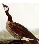 Canadian Goose Bird 1950 Lithograph Art Print Audubon Nature 1st Edition... - $556.66 MXN
