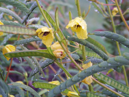 Partridge Pea Sleeping Sensitive Plant 40 Seeds Gardening USA SELLER - £5.51 GBP