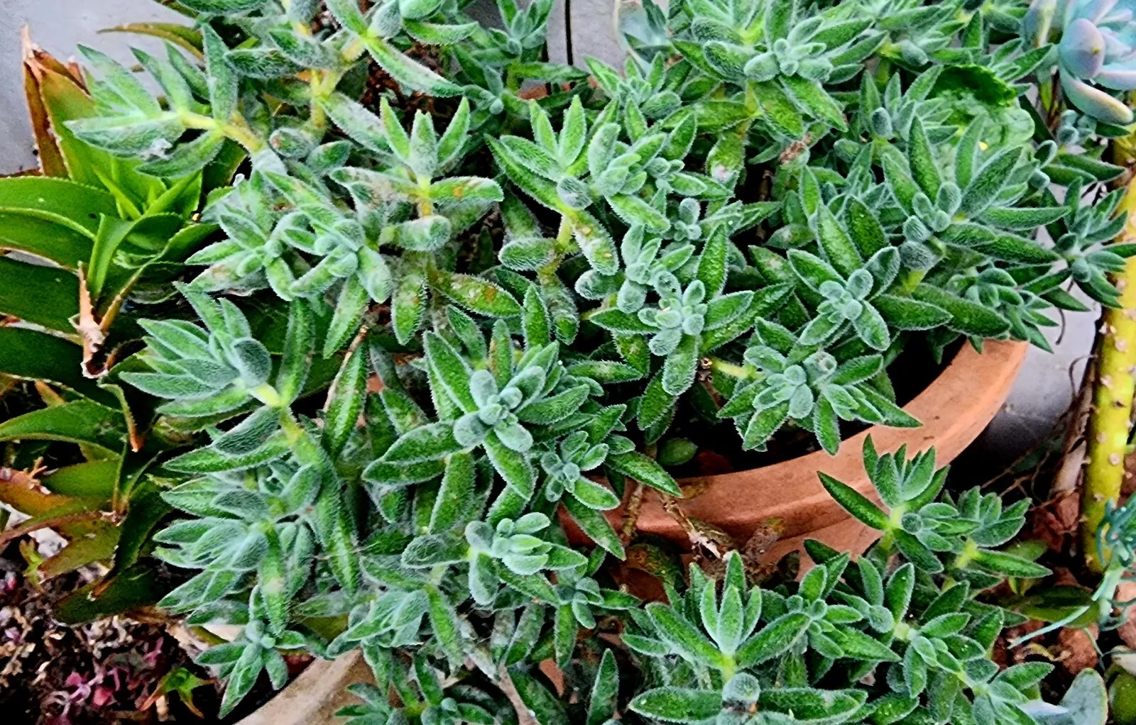 Crassula mesembryanthemoides &#39;Tenelli&#39; Succulent Plant In 8-15&quot; FULLY RO... - $29.99