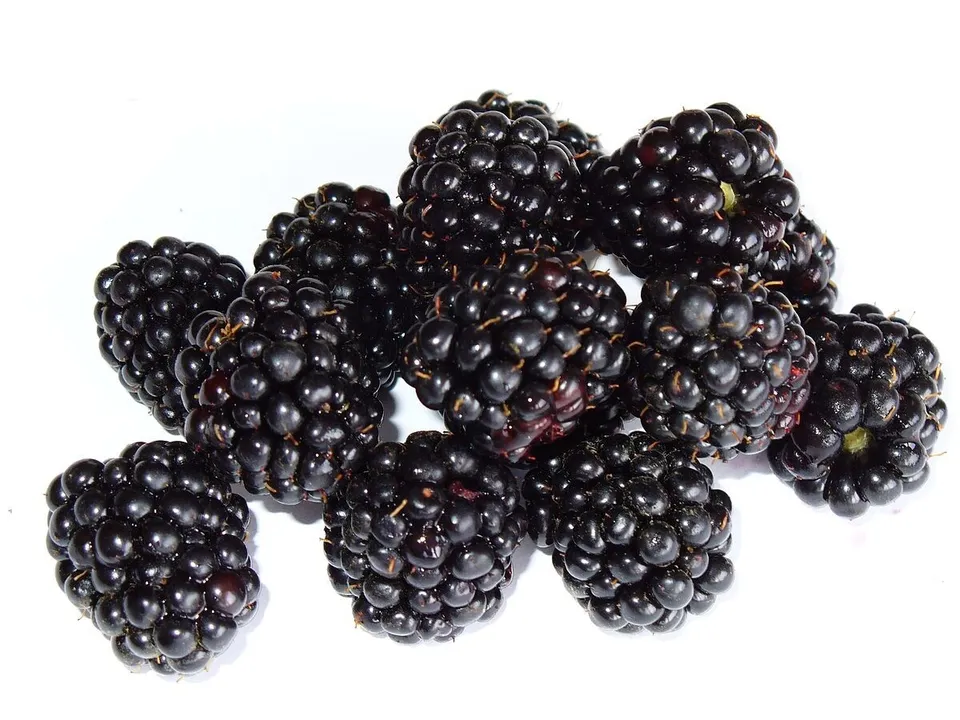 Organic Blackberry Blackberries Non Gmo 50 Seeds  - £7.69 GBP