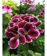 Geranium &#39;Martha Washington&#39; Mixed Redish Black and Pink Purple 10 Pcs - $259.60 MXN