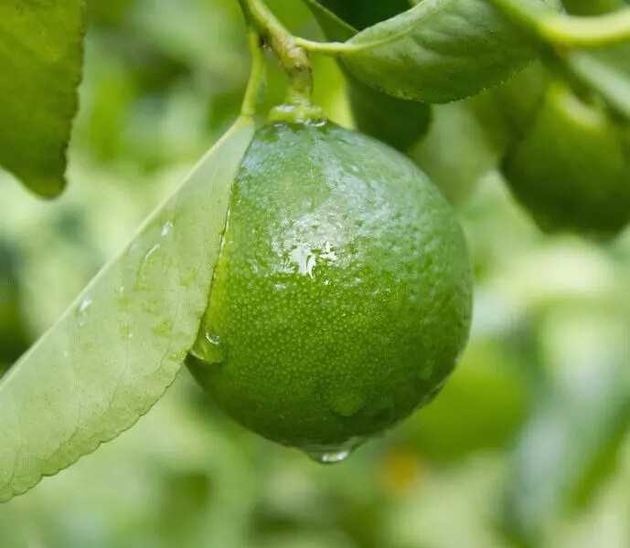 Dwarf Mexican Key Lime Tree 26-30&quot; Tall Live Citrus Plant Gallon - £108.82 GBP