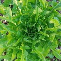 Oak Leaf Lettuce Seeds Vegetable Oakleaf Green Looseleaf Salad Spinach Plant See - $7.90