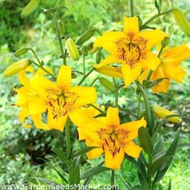 Lilies Tiger Lily Yellow Lilium Bruse 3 Bulbs Size 14/16 cm - $14.85