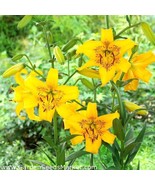 Lilies Tiger Lily Yellow Lilium Bruse 3 Bulbs Size 14/16 cm - £11.76 GBP