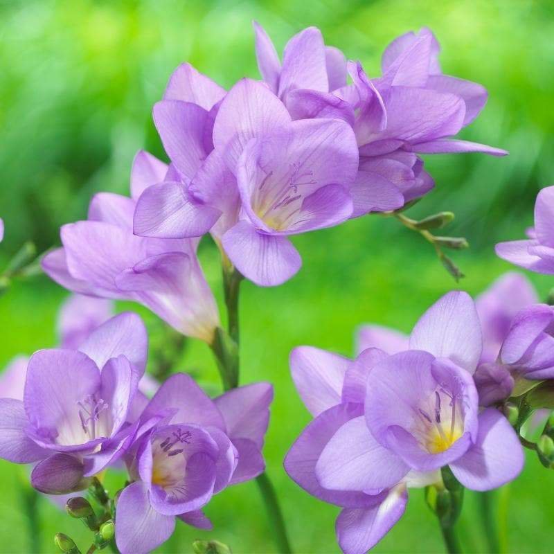 40 Seeds Freesia Flower Purple Flowers Item image 4