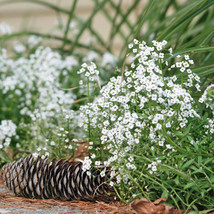 Tiny Tim Alyssum Seeds 50 Seeds  - £7.87 GBP