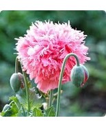 Peony Poppy Rose 200 Seeds Free Shipping - $5.44 CAD