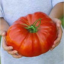 Steakhouse Tomato  10 Seeds  Garden Beautiful USA SELLER - $5.60