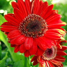 25 Large Huge Red Gerbera Daisy Flower Seeds - $7.99