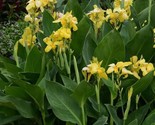 Yellow Canna Lily Rhyzomes  Count of Four - $10.95