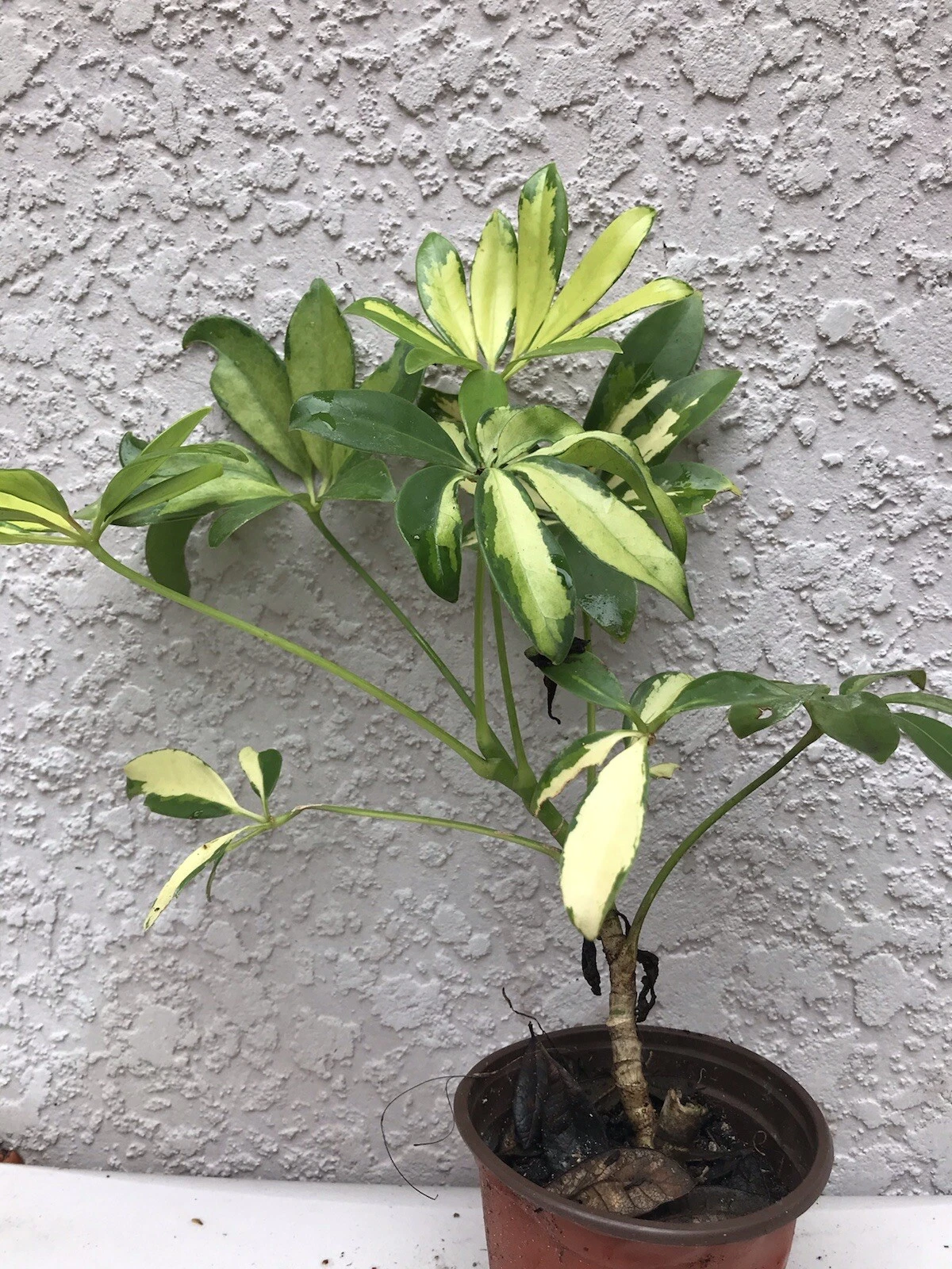 Hawaiian umbrella plant variegated - $25.90