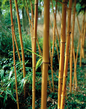 Phyllostachys aureocaulis yellow bamboo 0001429  94333 thumb200