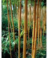 Phyllostachys Viridis &#39;Sulfurea&#39; Yellwo Green Striped Bamboo, ornamental... - £11.79 GBP