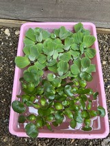 (15) MIX Water Hyacinth Lettuce Koi Pond Floating Plants Algae Medium 3-4” Fish - $38.00