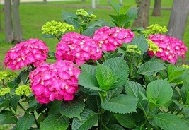 US Seller 1 Glowing Embers Pink Hydrangea Starter Plant 7M 1 Live Plant Fresh Ga - $32.98