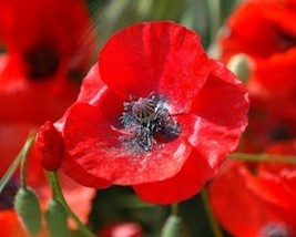  3000 Red Corn Poppy Seeds Papaver rhoeas  Free Shipping - £3.65 GBP