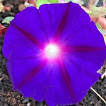 200+ Purple Morning Glory Flower Seeds - £16.60 GBP