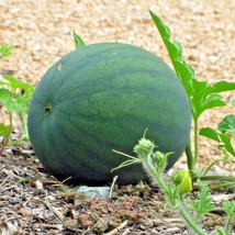 40 SUGAR BABY WATERMELON Seeds Organic Heirloom - £6.12 GBP