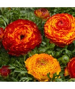 USA Seller Ranunculus Seeds 25 Seeds Ranunculus Bloomingdale Fire Bright... - £16.52 GBP