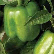 Banana Pepper Seeds Sweet Banana Pepper Nongmo Heirloom 50 Seed PacketFrom US  - $8.35