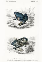 Shrinking Frog (Pseudis Merianae) - Casque-Headed Tree - 1849 - Magnet - £9.61 GBP