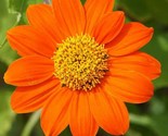 Mexican Sunflower Seeds 50 Tithonia Annual Orange Flower Garden Fast Shi... - £7.20 GBP