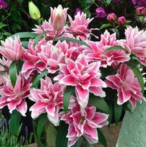 Fresh Seeds Daylily Flowers Seeds - $16.74