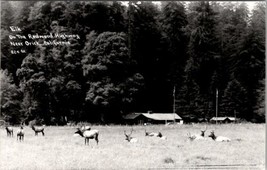 Elk on the Redwood Highway Near Orick California RPPC Postcard Z27 - £6.33 GBP