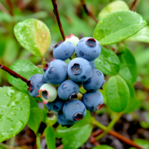 18-24&quot; Tall - 3 Year Old Live Plant Bluejay Northern Highbush Blueberry Bush - £72.30 GBP