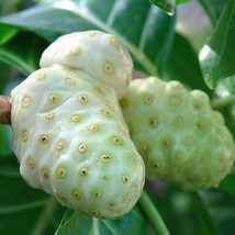 Noni Tree Seeds Morinda Citrifolia 10 Seeds Gardening USA SELLER - £13.39 GBP