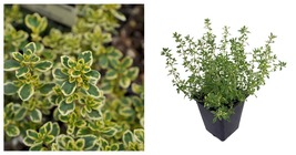 3&quot; Pot Live Plant Golden Lemon Thyme Plant - Bright Golden-Edged Leaves - £32.68 GBP