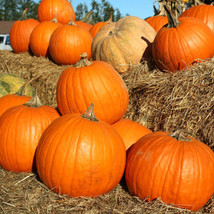 Big Max Pumpkin Seeds 10 Ct Giant - $7.38