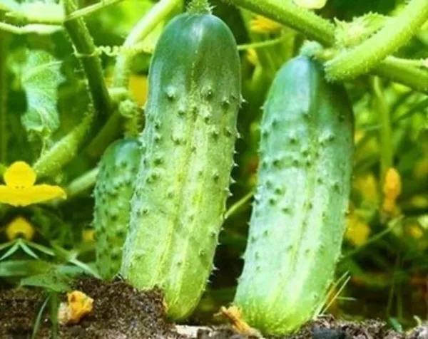 25+ Seeds Kansas Cucumbers Southern Vegetable Planting Cucks Pickling Sal Garden - £5.78 GBP